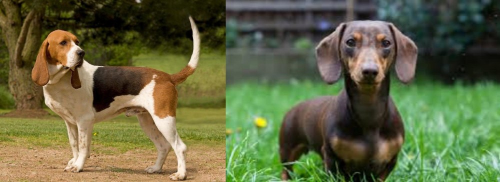 Miniature Dachshund vs Artois Hound - Breed Comparison
