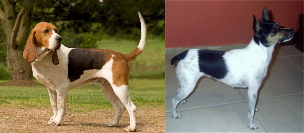 Miniature Fox Terrier vs Artois Hound - Breed Comparison