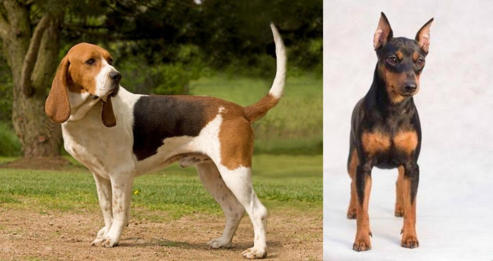 Miniature Pinscher vs Artois Hound - Breed Comparison