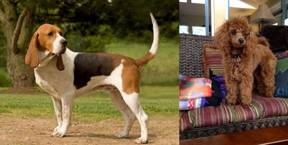 Miniature Poodle vs Artois Hound - Breed Comparison