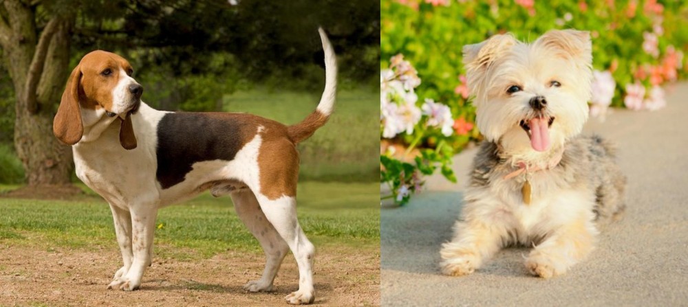 Morkie vs Artois Hound - Breed Comparison