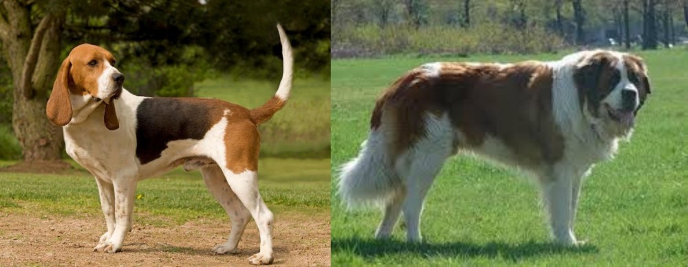 Moscow Watchdog vs Artois Hound - Breed Comparison