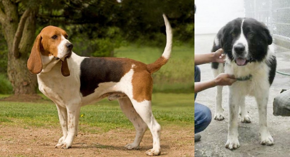 Mucuchies vs Artois Hound - Breed Comparison