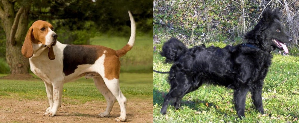 Mudi vs Artois Hound - Breed Comparison