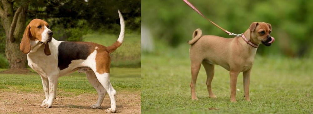 Muggin vs Artois Hound - Breed Comparison