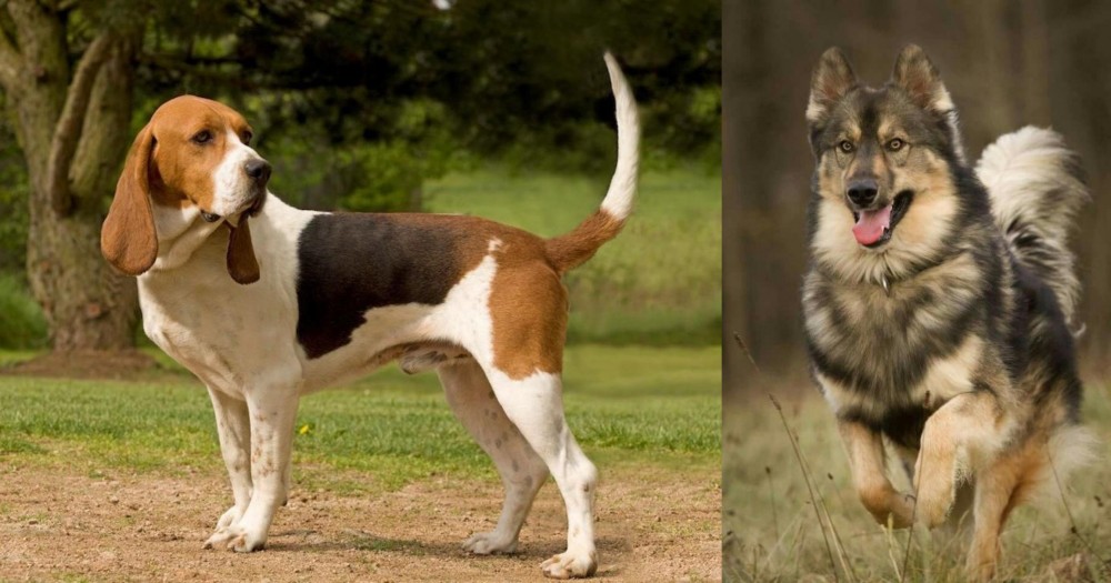Native American Indian Dog vs Artois Hound - Breed Comparison