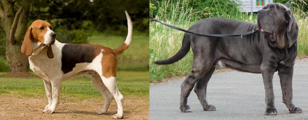 Neapolitan Mastiff vs Artois Hound - Breed Comparison