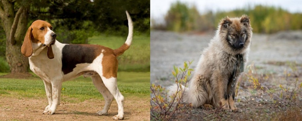 Nenets Herding Laika vs Artois Hound - Breed Comparison