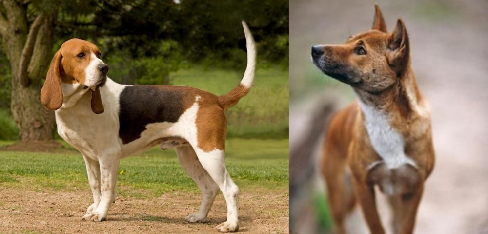 New Guinea Singing Dog vs Artois Hound - Breed Comparison