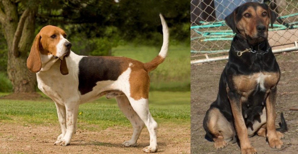 New Zealand Huntaway vs Artois Hound - Breed Comparison