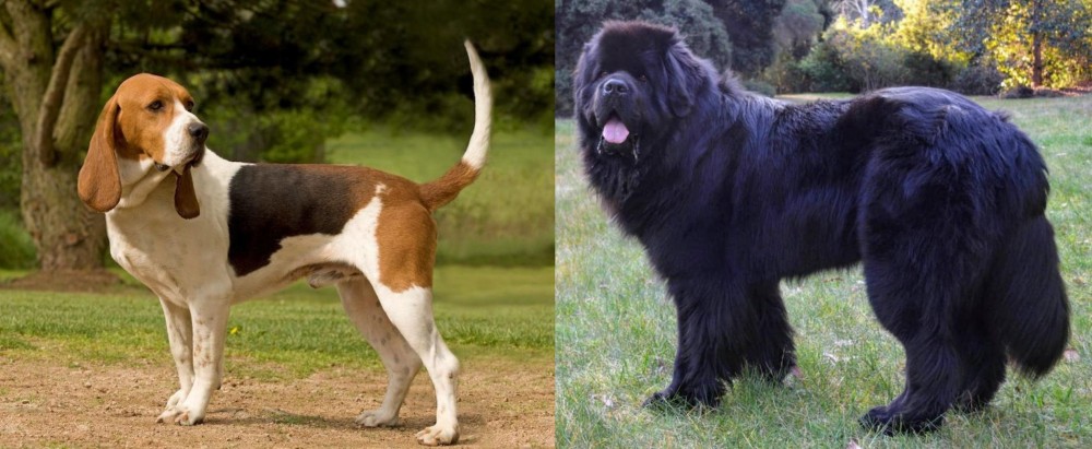 Newfoundland Dog vs Artois Hound - Breed Comparison