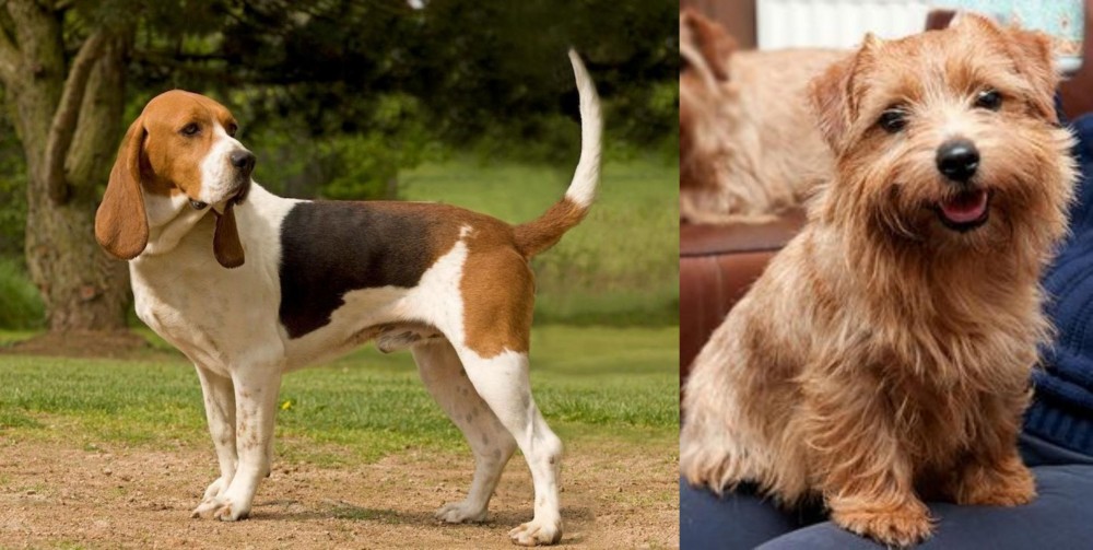 Norfolk Terrier vs Artois Hound - Breed Comparison