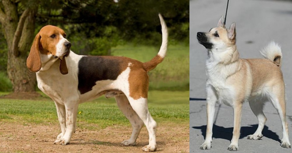 Norwegian Buhund vs Artois Hound - Breed Comparison