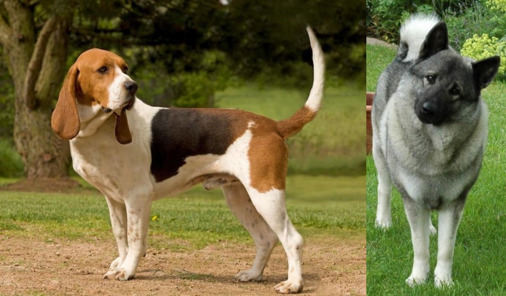 Norwegian Elkhound vs Artois Hound - Breed Comparison