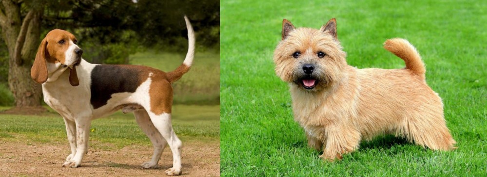 Norwich Terrier vs Artois Hound - Breed Comparison