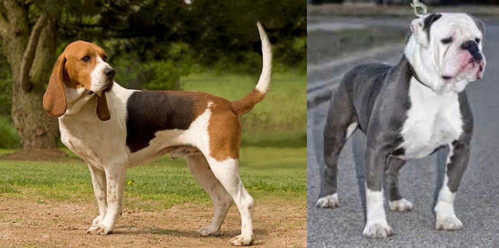 Old English Bulldog vs Artois Hound - Breed Comparison