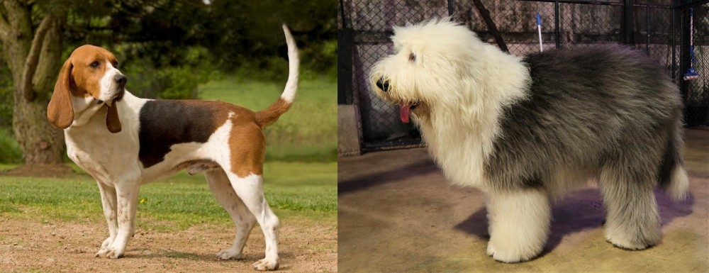 Old English Sheepdog vs Artois Hound - Breed Comparison