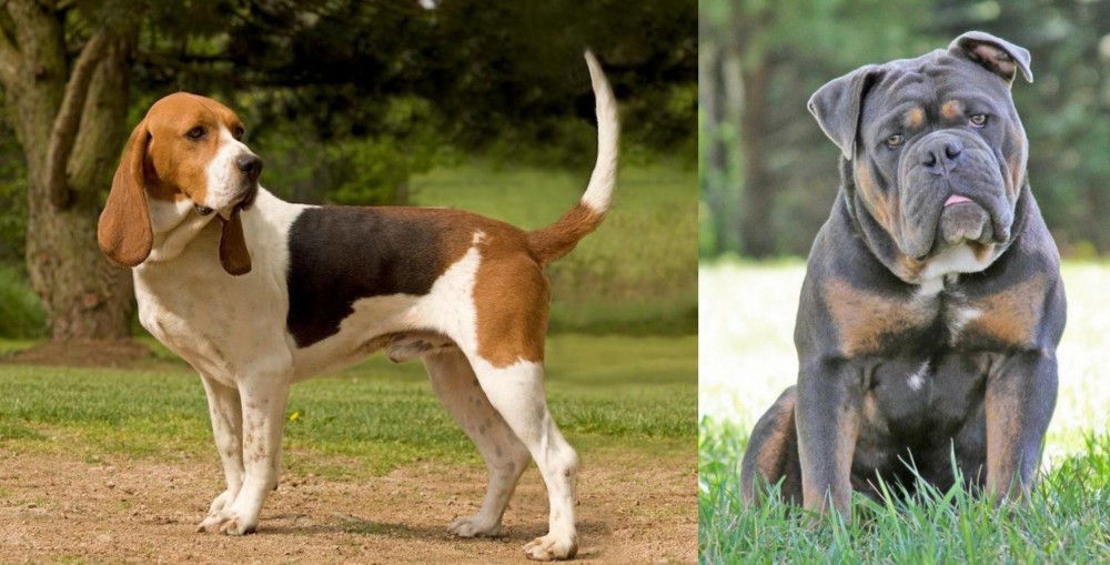 Olde English Bulldogge vs Artois Hound - Breed Comparison