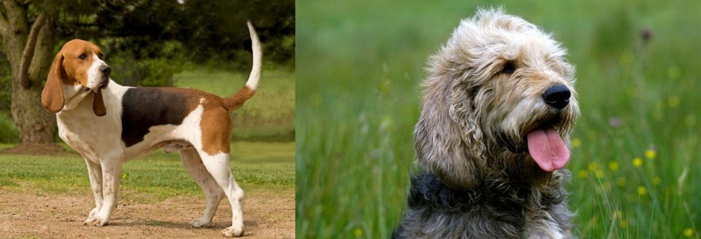Otterhound vs Artois Hound - Breed Comparison