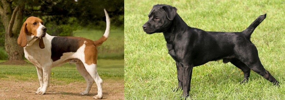 Patterdale Terrier vs Artois Hound - Breed Comparison