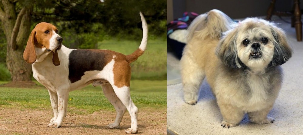 PekePoo vs Artois Hound - Breed Comparison