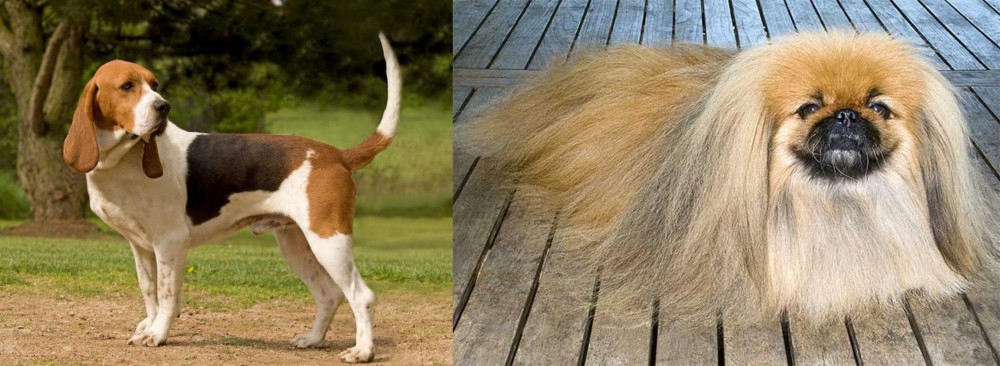 Pekingese vs Artois Hound - Breed Comparison