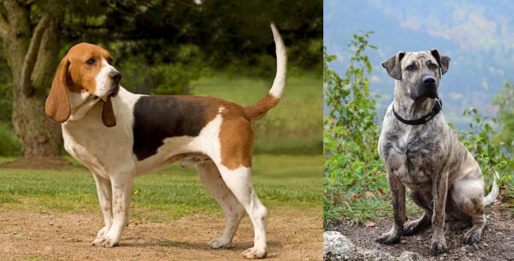 Perro Cimarron vs Artois Hound - Breed Comparison