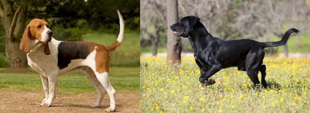 Perro de Pastor Mallorquin vs Artois Hound - Breed Comparison