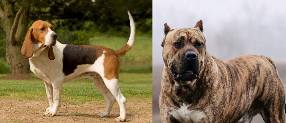 Perro de Presa Canario vs Artois Hound - Breed Comparison