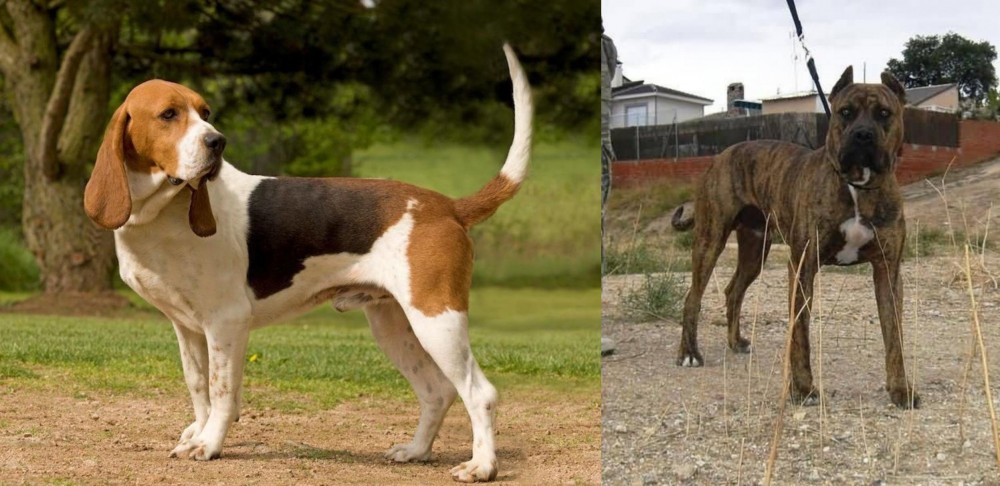 Perro de Toro vs Artois Hound - Breed Comparison