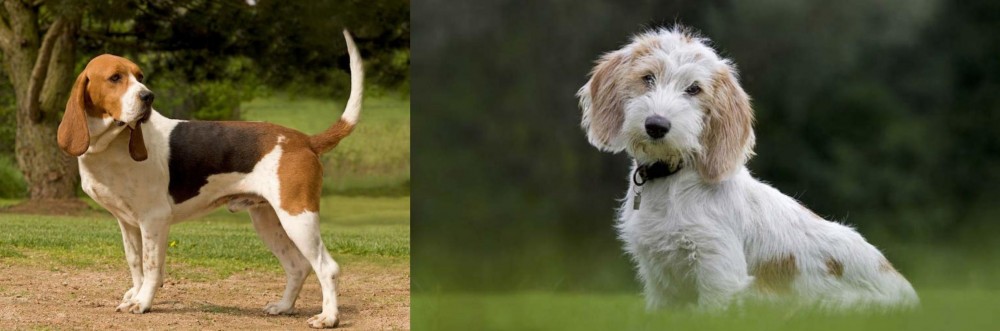 Petit Basset Griffon Vendeen vs Artois Hound - Breed Comparison