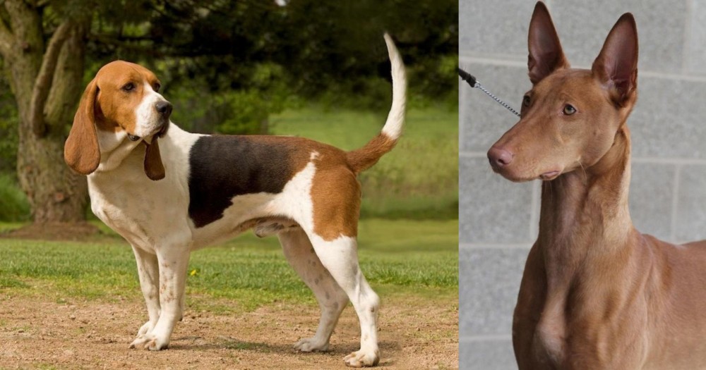 Pharaoh Hound vs Artois Hound - Breed Comparison