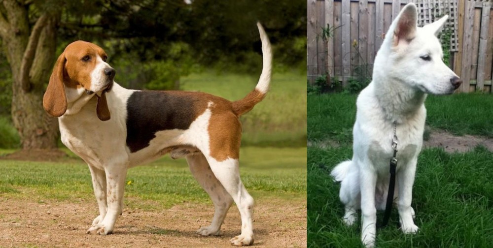 Phung San vs Artois Hound - Breed Comparison