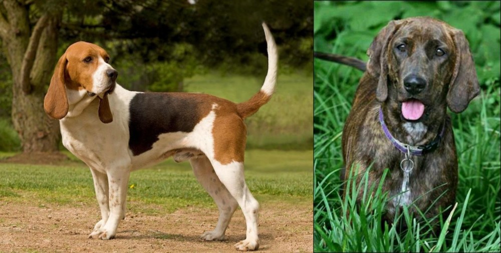 Plott Hound vs Artois Hound - Breed Comparison