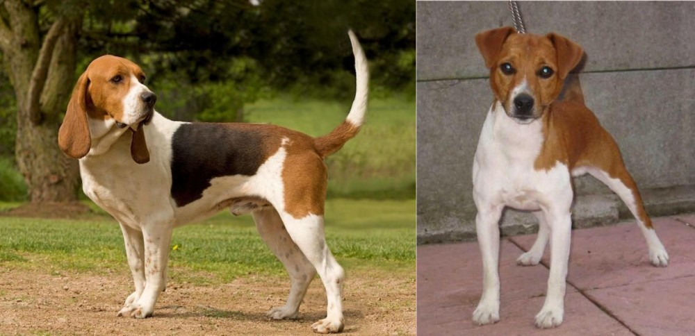 Plummer Terrier vs Artois Hound - Breed Comparison