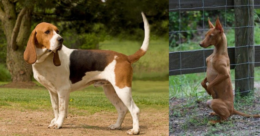 Podenco Andaluz vs Artois Hound - Breed Comparison