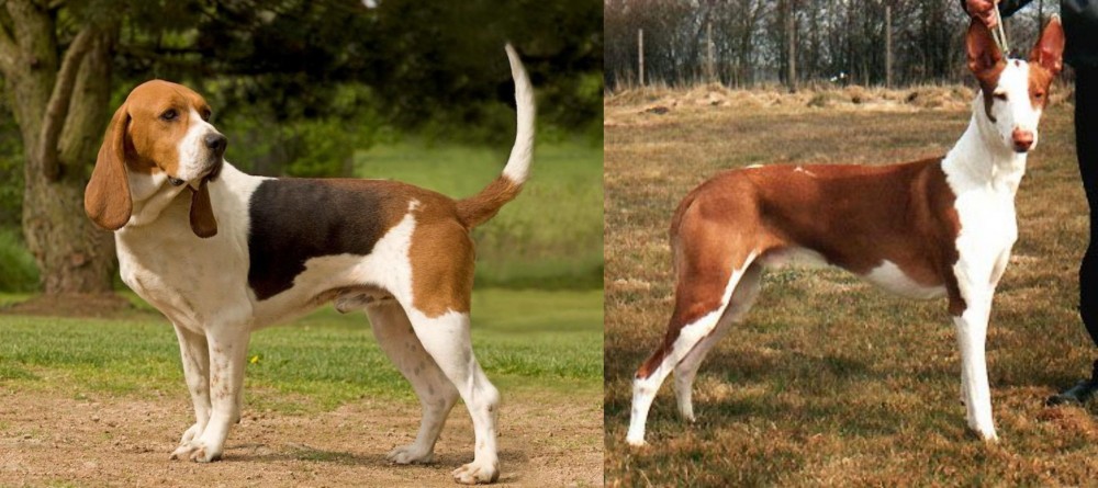 Podenco Canario vs Artois Hound - Breed Comparison