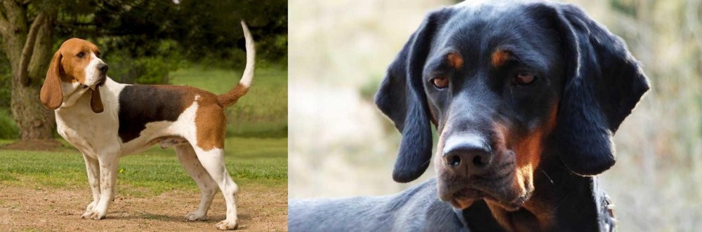 Polish Hunting Dog vs Artois Hound - Breed Comparison