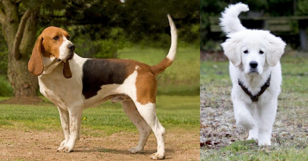 Polish Tatra Sheepdog vs Artois Hound - Breed Comparison