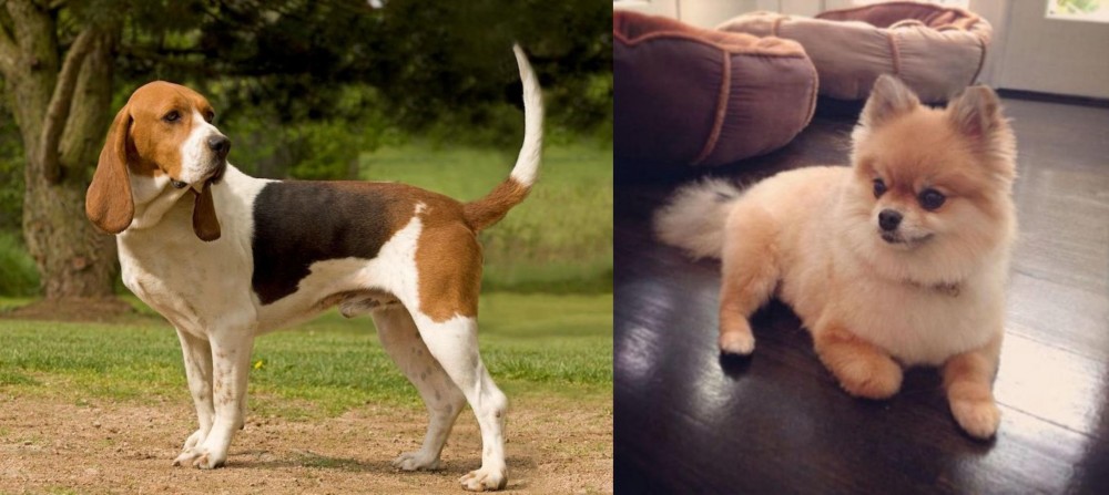 Pomeranian vs Artois Hound - Breed Comparison