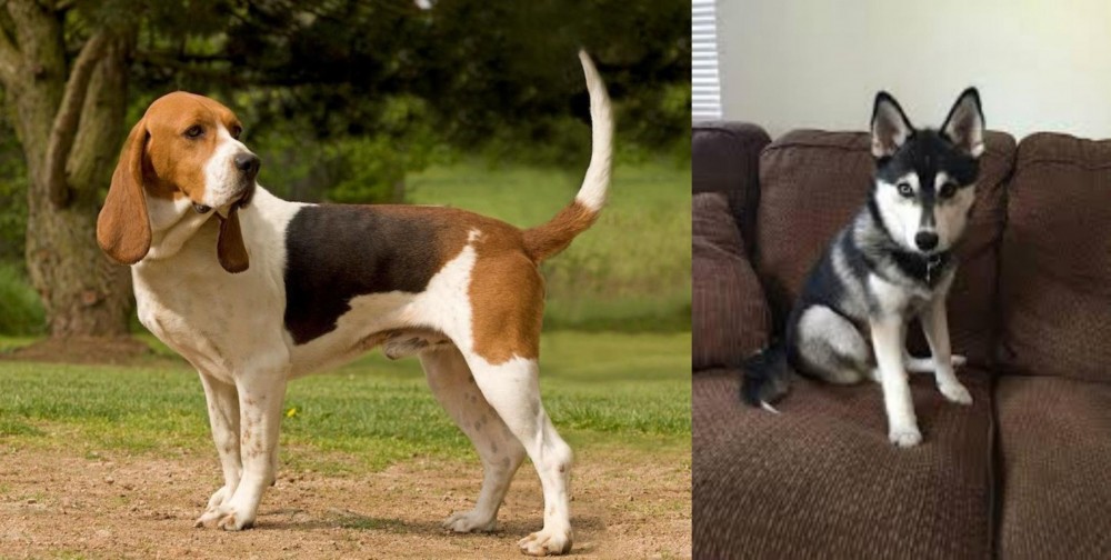 Pomsky vs Artois Hound - Breed Comparison