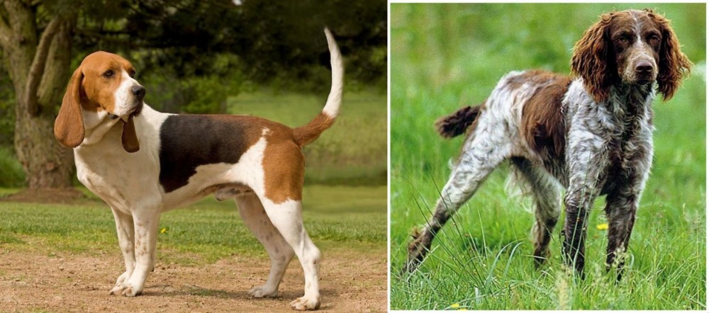 Pont-Audemer Spaniel vs Artois Hound - Breed Comparison
