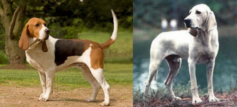 Porcelaine vs Artois Hound - Breed Comparison