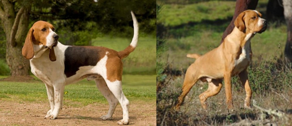 Portuguese Pointer vs Artois Hound - Breed Comparison