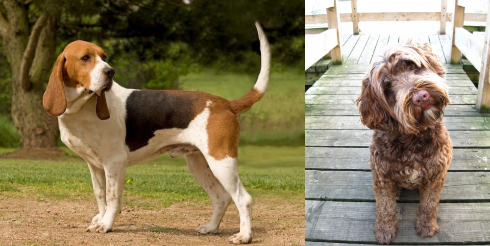 Portuguese Water Dog vs Artois Hound - Breed Comparison