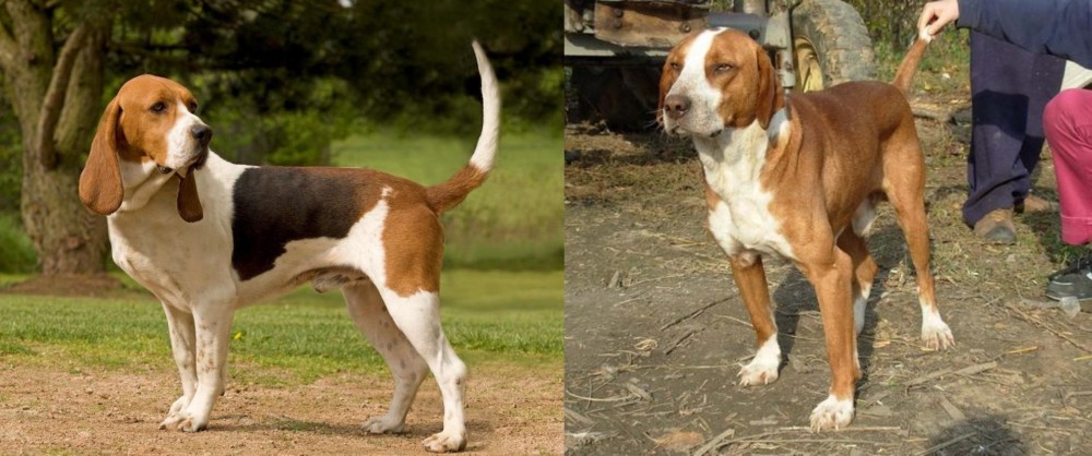 Posavac Hound vs Artois Hound - Breed Comparison