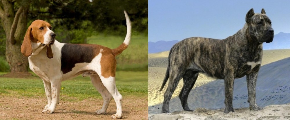 Presa Canario vs Artois Hound - Breed Comparison