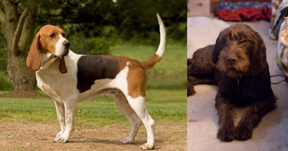 Pudelpointer vs Artois Hound - Breed Comparison