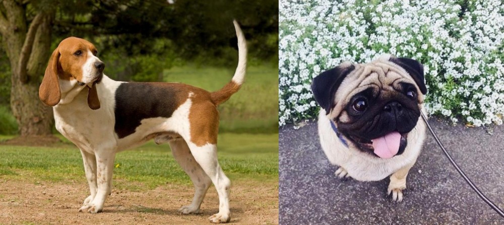 Pug vs Artois Hound - Breed Comparison