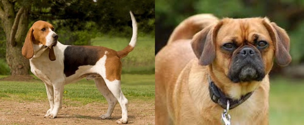 Pugalier vs Artois Hound - Breed Comparison